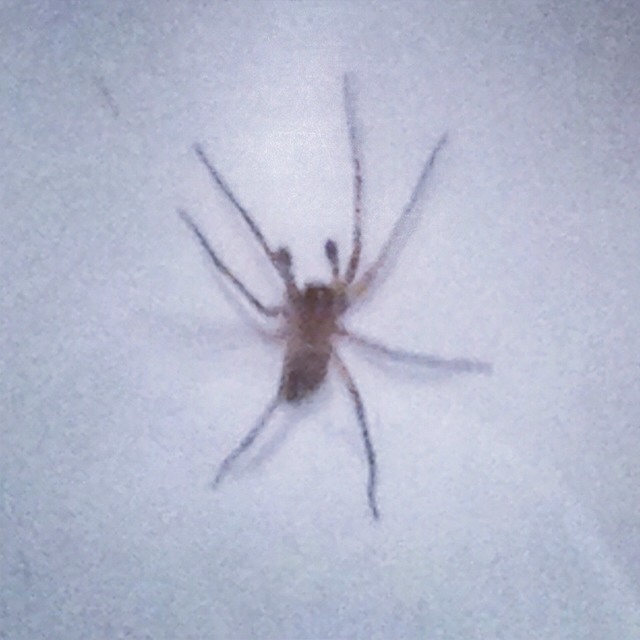 Spiders Hate Certain Smells, Especially Citrus And Vinegar Trusper