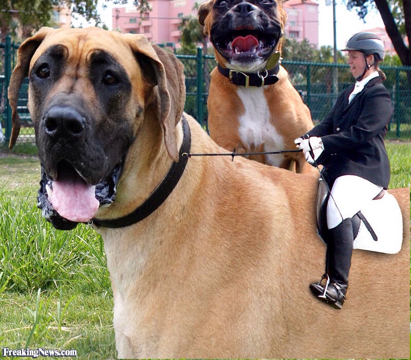 How To Get Your Picky Dog To Eat Their Food Trusper