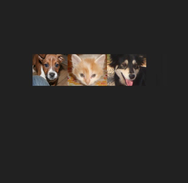 Why Can You Foster But Not Adopt A Dog Why Can You Foster But Not Adopt A Dog
