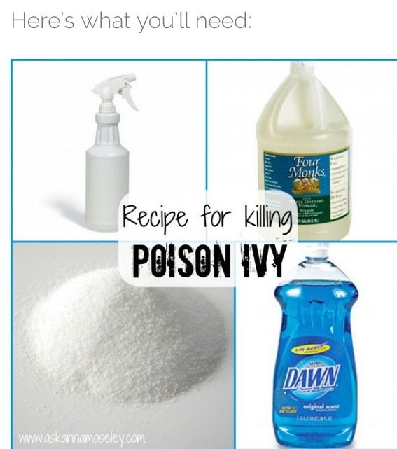 " DIY How To Kill Poison Ivy " Trusper