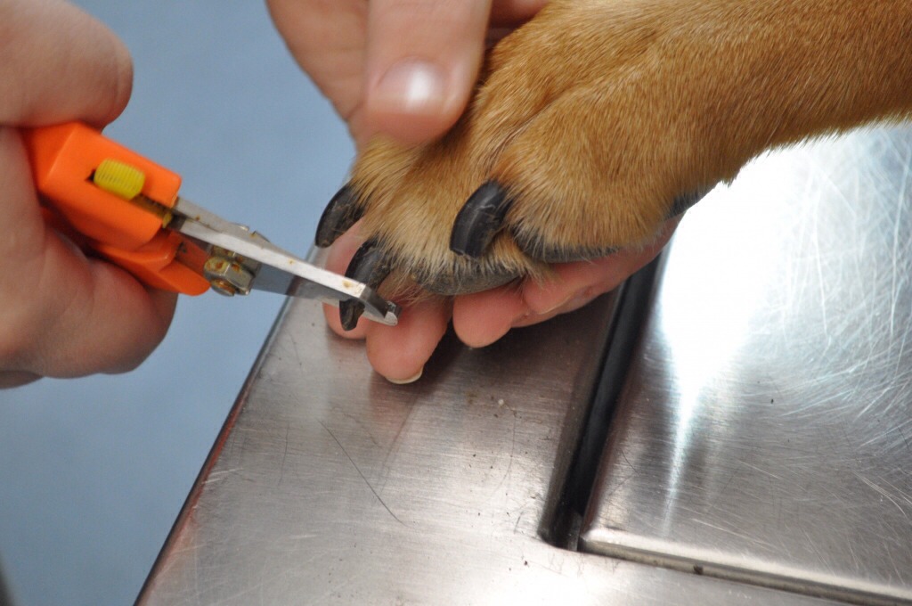 how to cut black nails how to trim dogs nail hairstylegalleries how to cut black nails how to trim dogs nail hairstylegalleries