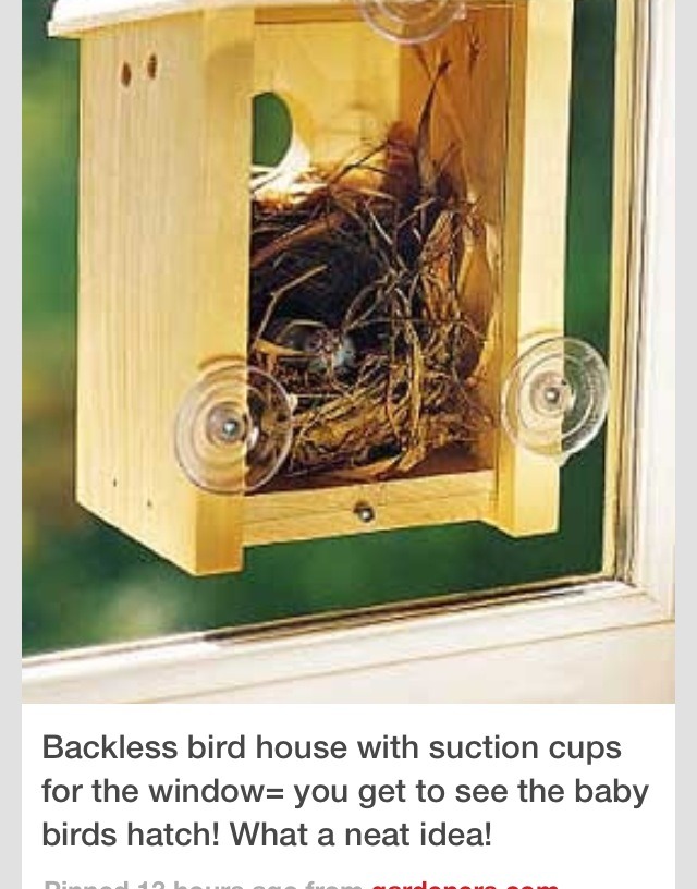 How To Hang A Bird House So You Can See What's Going On Inside Trusper